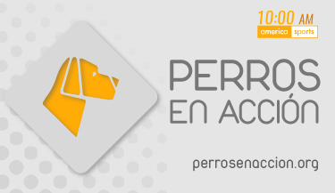 Perros en accion